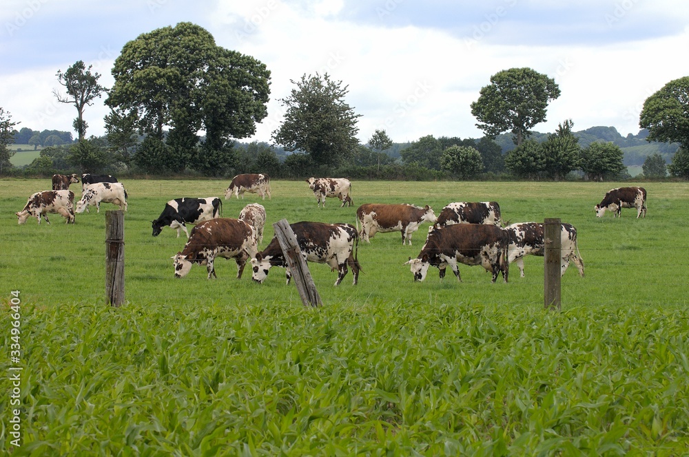 custom made wallpaper toronto digitalVaches race normande au paturage. Champ de maïs au premeir plan