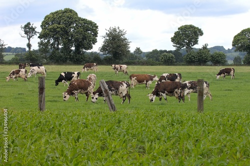 Wallpaper Mural Vaches race normande au paturage. Champ de maïs au premeir plan Torontodigital.ca