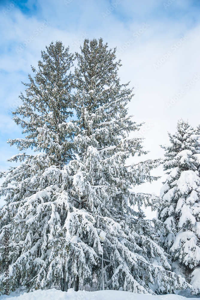 Christmas and winter landscape. Fir trees covered by fresh snow. Vertical picture