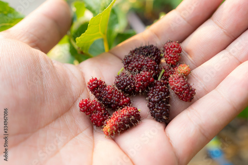 Small red mulberry in a hand.