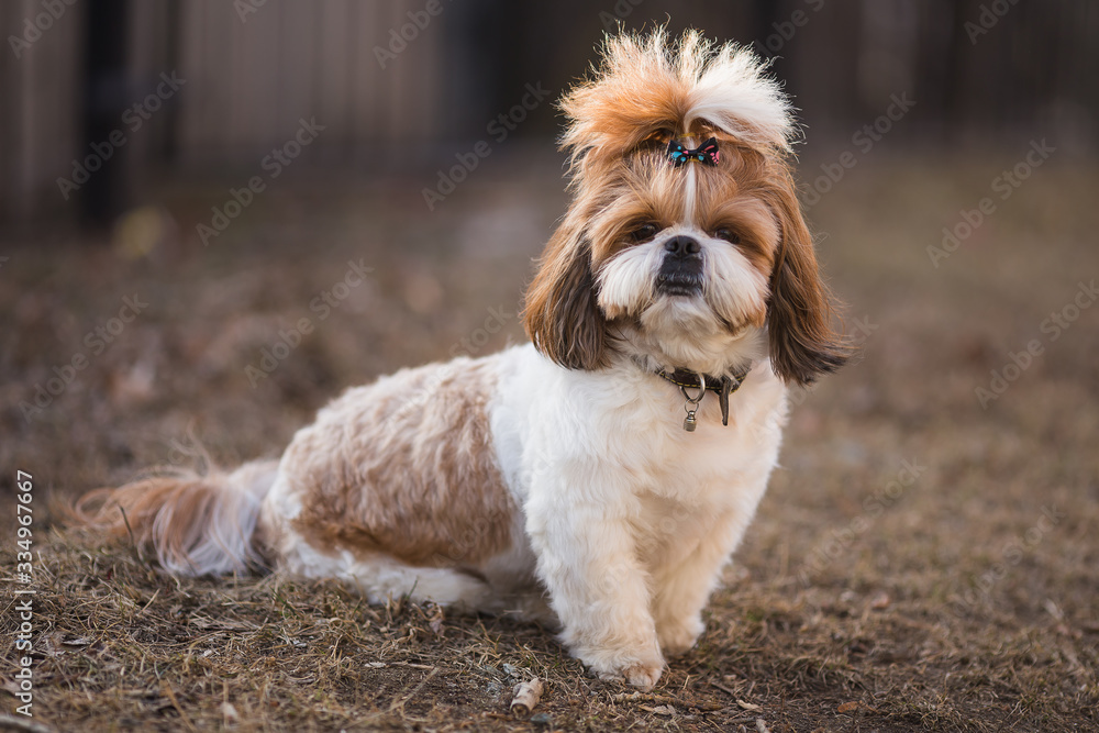 portrait of a shih tzu dog sitting on a park lawn