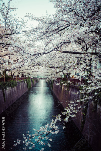 桜 満開 中目黒 目黒川 日本 縦