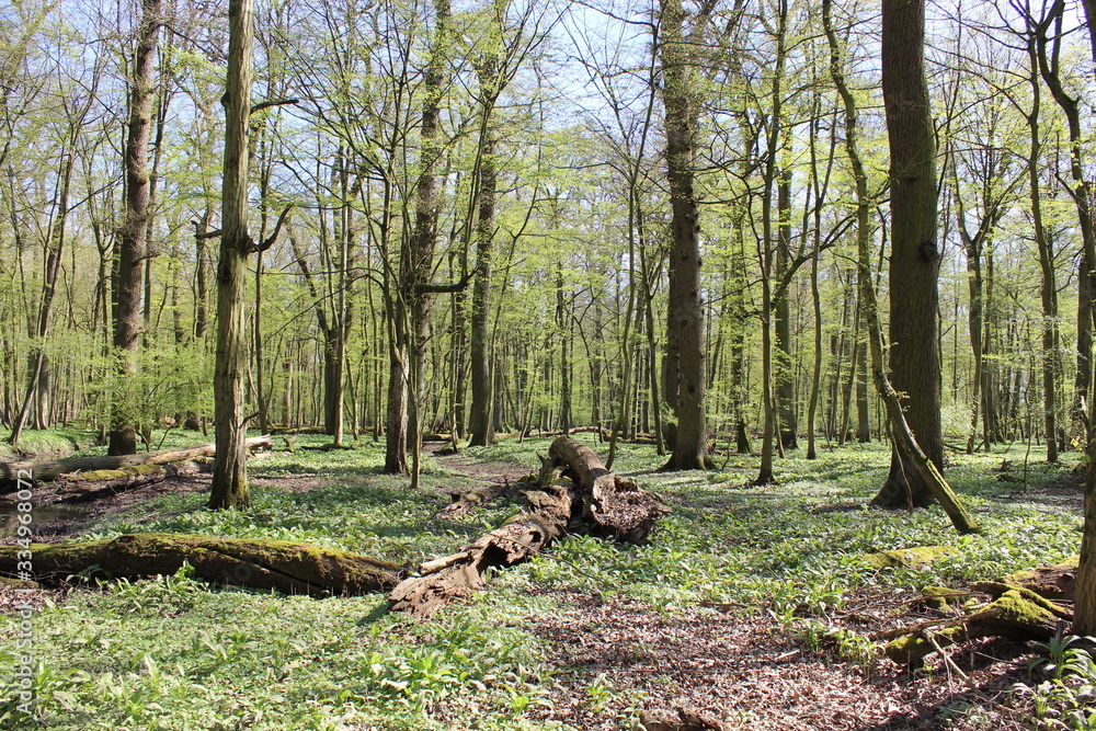 wildes Bärlauchfeld im Auenwald wildes Bärlauchfeld im Auenwald