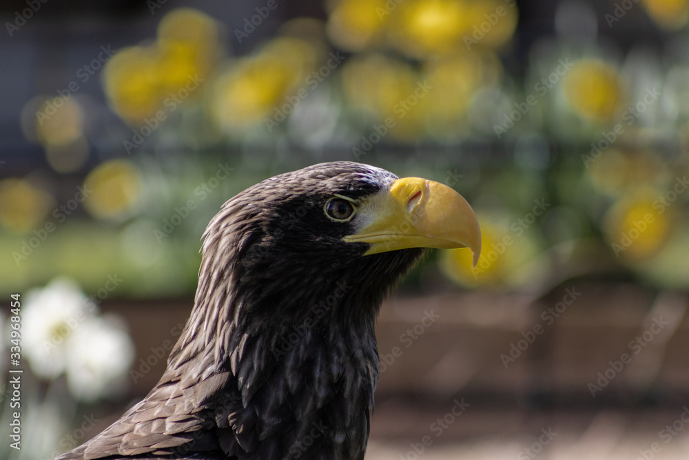 Obraz premium Birds of Prey at a Falconry Centre