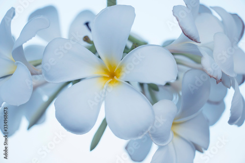 White Plumeria flowers in nature © SIRAPOB