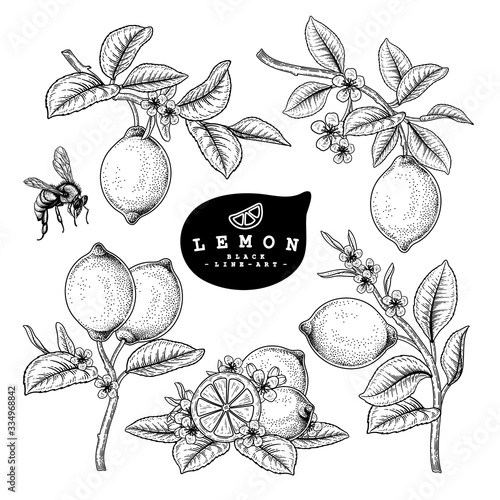 Vector Sketch Citrus fruit decorative set. Lemon. Hand Drawn Botanical Illustrations. Black and white with line art isolated on white backgrounds. Fruits drawings. Retro style elements.