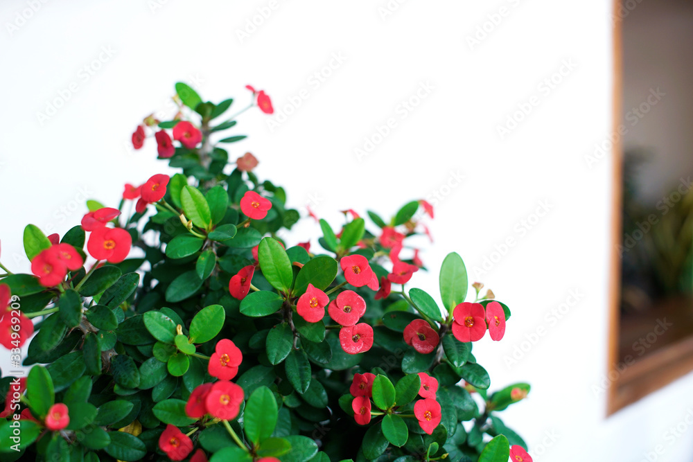 Crown of thorns or Euphorbia Milii Desmoul Flower on white wall with wooden window