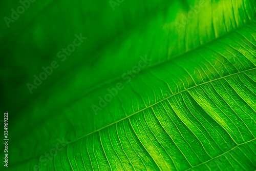 Stripes of dark green leaves in nature