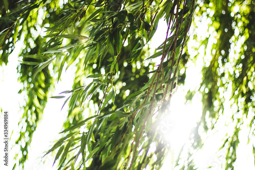 Willow branches on the background of the rays of the sun. 