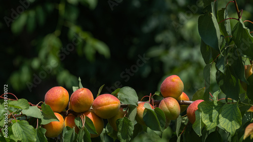 branch with ripe juicy apricots on tree photo