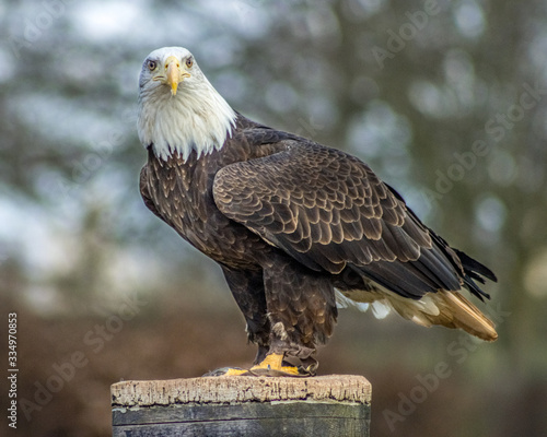 Birds of Prey at a Falconry Centre