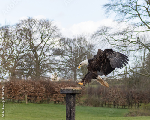Birds of Prey at a Falconry Centre