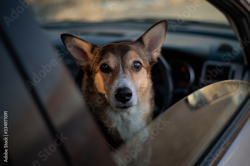 cute mutt dog in car window © Елена Гоманкова