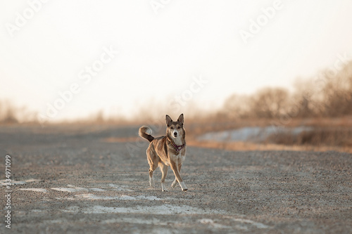 cute mutt dog running in field