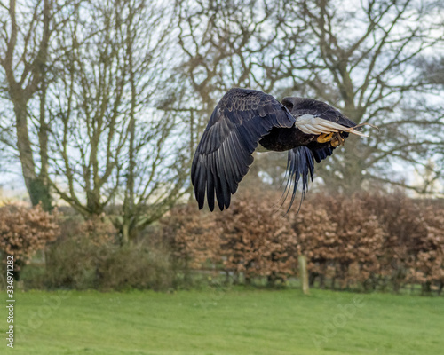 Birds of Prey at a Falconry Centre