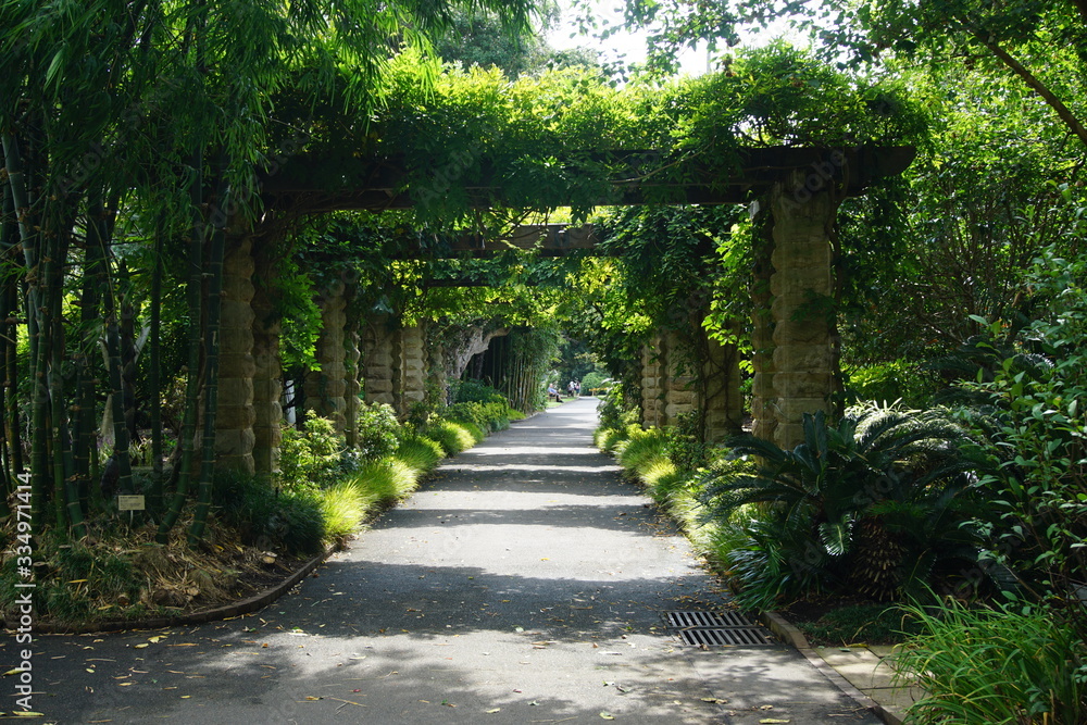 Green avenue, Sydney Botanic Gardens, March 2019 Green avenue, Sydney Botanic Gardens, March 2019