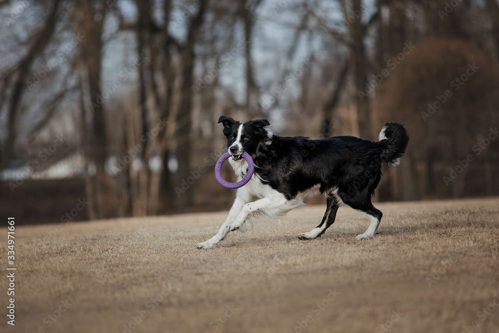 black and white border collie running dog in park