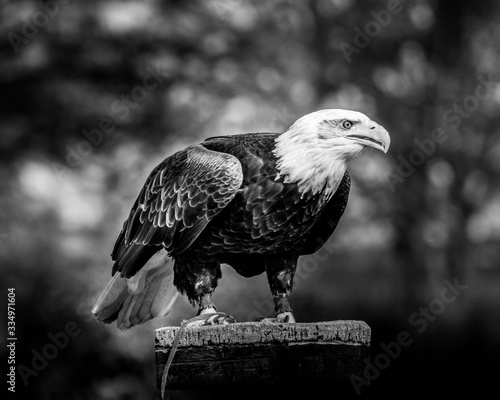 Birds of Prey at a Falconry Centre