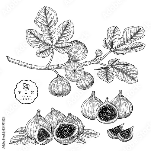 Vector Sketch Fruit decorative set. Fig. Hand Drawn Botanical Illustrations. Black and white with line art isolated on white backgrounds. Fruits drawings. Retro style elements.