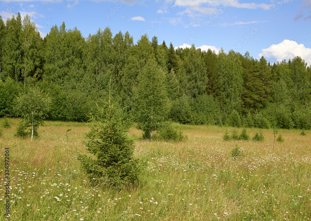 Obraz premium green fir trees and birches in chamomile in a summer field