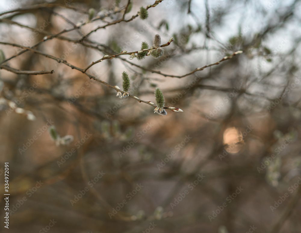 branches of a tree branches of a tree