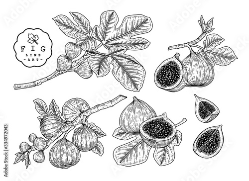 Vector Sketch Fruit decorative set. Fig. Hand Drawn Botanical Illustrations. Black and white with line art isolated on white backgrounds. Fruits drawings. Retro style elements. photo
