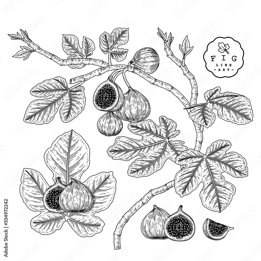 Vector Sketch Fruit decorative set. Fig. Hand Drawn Botanical Illustrations. Black and white with line art isolated on white backgrounds. Fruits drawings. Retro style elements.
