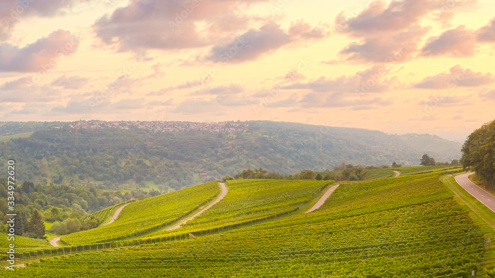 Fototapeta premium Aerial flight over vineyards at sunset