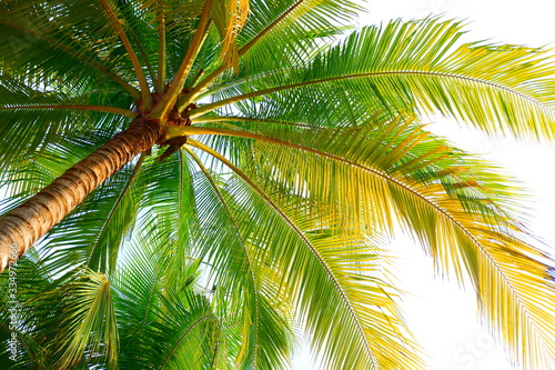 Coconut trees by the sea and tropical sky