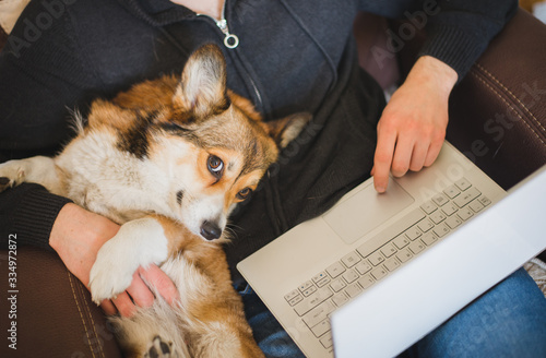 Photography A man working at home during home office with a red and happy welsh corgi pembro
