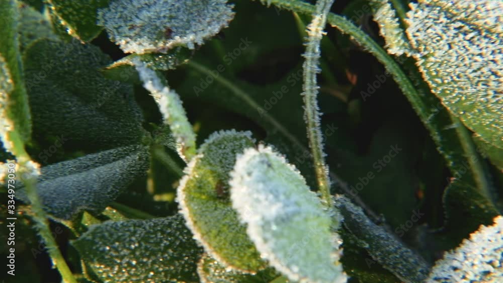Close up of wildflowers with frost on leaves. Shallow depth of field. 4K resolution macro trucking shot. Close up of wildflowers with frost on leaves. Shallow depth of field. 4K resolution macro trucking shot.