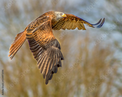 birds of prey at a falconry centre