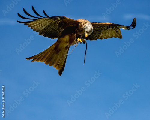 birds of prey at a falconry centre