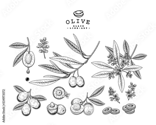 Vector Sketch Olive decorative set. Hand Drawn Botanical Illustrations. Black and white with line art isolated on white backgrounds. Plant drawings. Retro style elements.