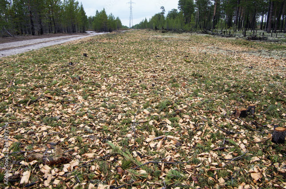 Obraz premium Forest management: clearing the clearing for power lines.
