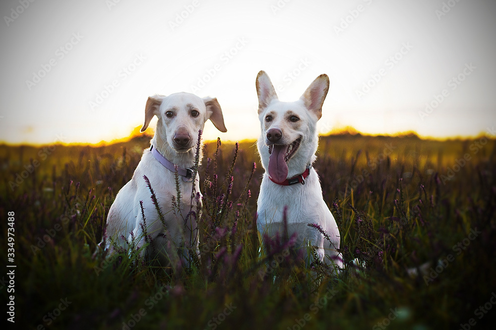cute white mutt dogs in grass