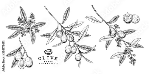 Vector Sketch Olive decorative set. Hand Drawn Botanical Illustrations. Black and white with line art isolated on white backgrounds. Plant drawings. Retro style elements.