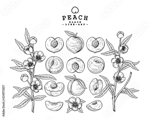 Vector Sketch Peach decorative set. Hand Drawn Botanical Illustrations. Black and white with line art isolated on white backgrounds. Fruits drawings. Retro style elements.