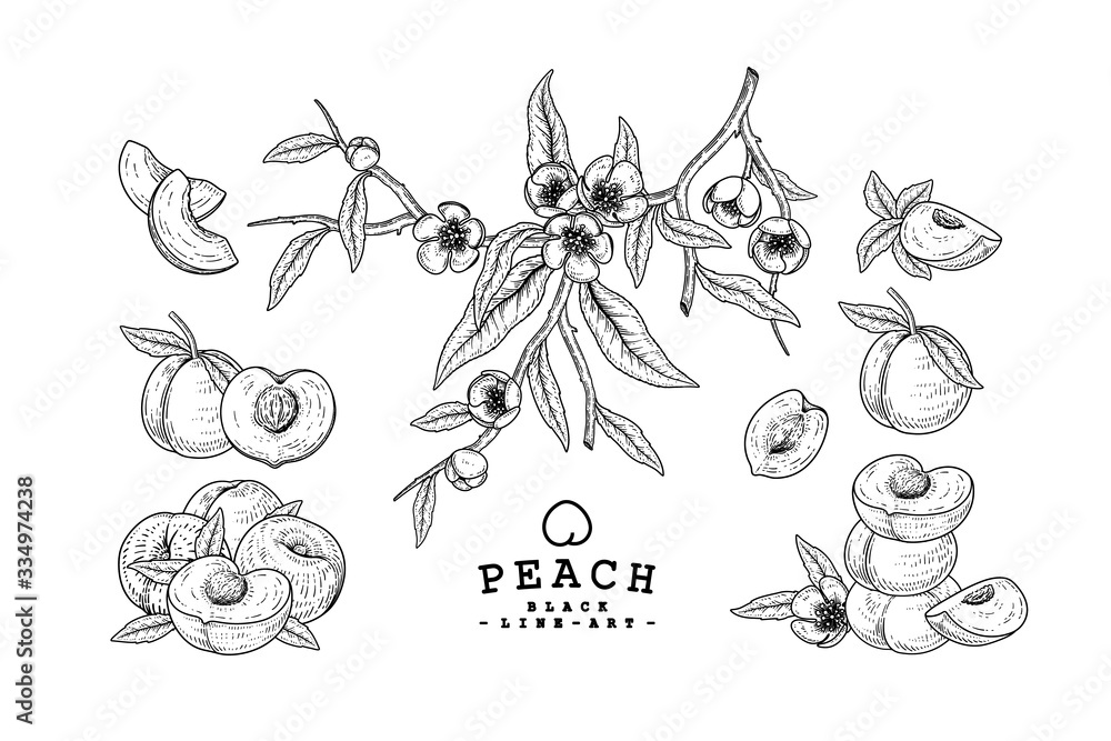 Obraz premium Vector Sketch Peach decorative set. Hand Drawn Botanical Illustrations. Black and white with line art isolated on white backgrounds. Fruits drawings. Retro style elements.
