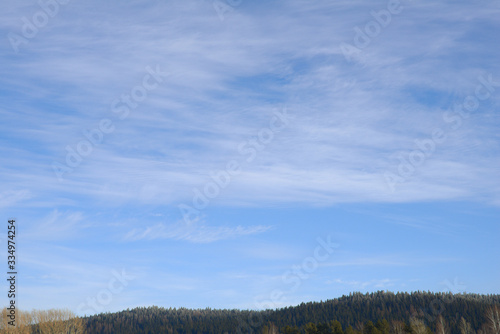 blue winter sky above the spruce forest