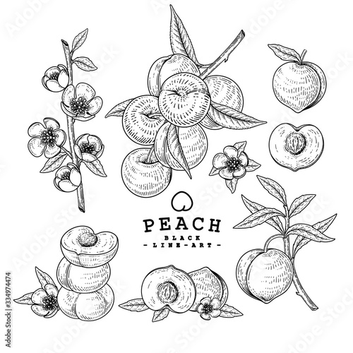 Vector Sketch Peach decorative set. Hand Drawn Botanical Illustrations. Black and white with line art isolated on white backgrounds. Fruits drawings. Retro style elements.