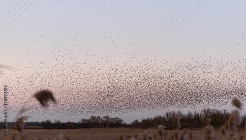 sky background with many birds