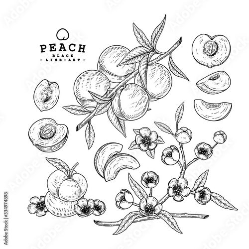 Vector Sketch Peach decorative set. Hand Drawn Botanical Illustrations. Black and white with line art isolated on white backgrounds. Fruits drawings. Retro style elements.