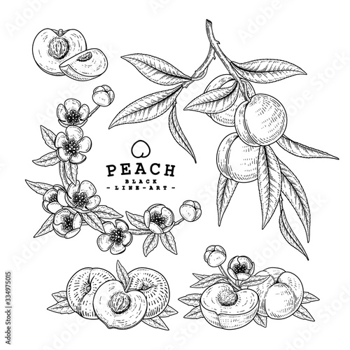 Vector Sketch Peach decorative set. Hand Drawn Botanical Illustrations. Black and white with line art isolated on white backgrounds. Fruits drawings. Retro style elements.