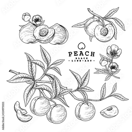 Vector Sketch Peach decorative set. Hand Drawn Botanical Illustrations. Black and white with line art isolated on white backgrounds. Fruits drawings. Retro style elements.
