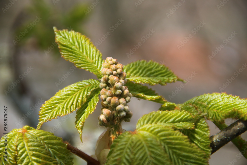 Horse chestnut spring leaves bud blooming Horse chestnut spring leaves bud blooming