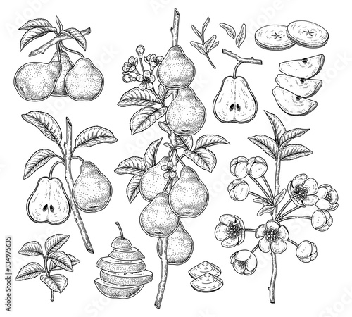 Vector Sketch Pear decorative set. Hand Drawn Botanical Illustrations. Black and white with line art isolated on white backgrounds. Fruits drawings. Retro style elements.