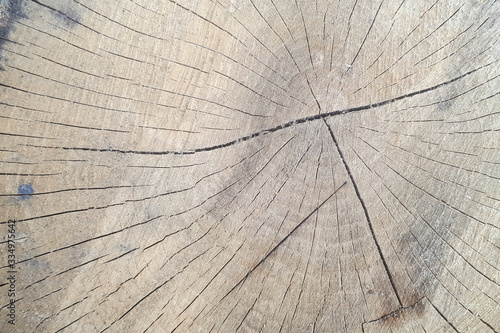 warm dark brown and orange tones of a felled tree trunk or stump. Rough organic texture of tree rings.