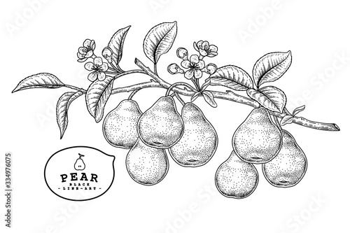Vector Sketch Pear decorative set. Hand Drawn Botanical Illustrations. Black and white with line art isolated on white backgrounds. Fruits drawings. Retro style elements.