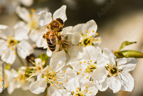 Honey bee pollinate white flower in the spring meadow